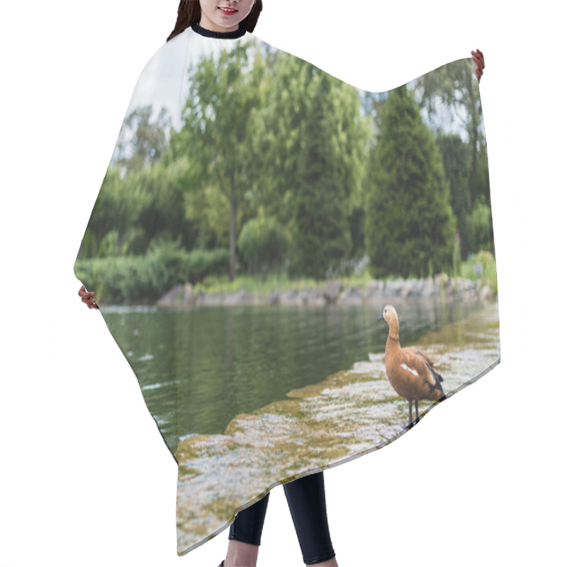 Personality  Selective Focus Of Gull Standing In River With Flowing Water  Hair Cutting Cape