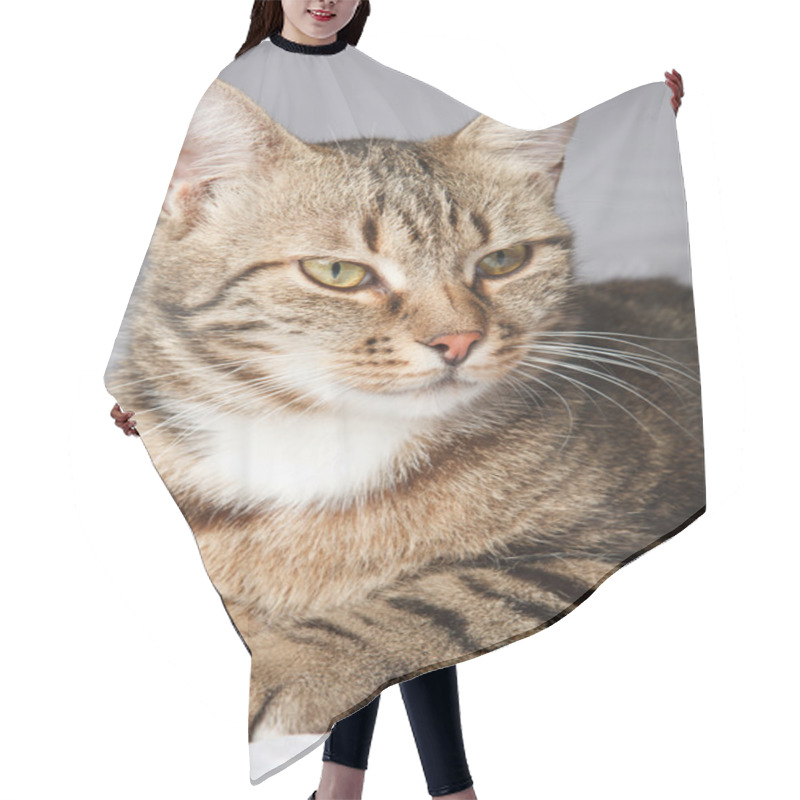 Personality  European Cat In Front On A Gray Background Hair Cutting Cape