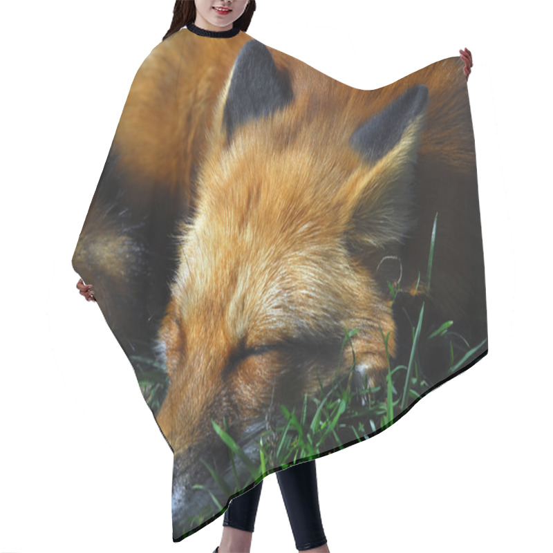 Personality  Red Fox (Vulpes Vulpes) Hair Cutting Cape