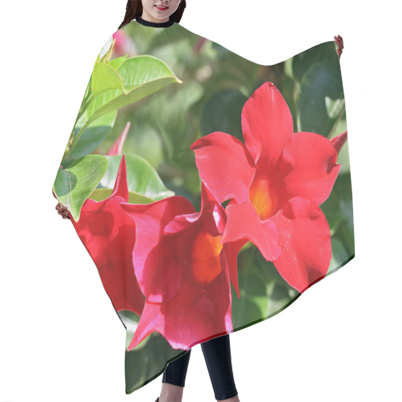 Personality  Beautiful Botanical Shot, Natural Wallpaper Hair Cutting Cape