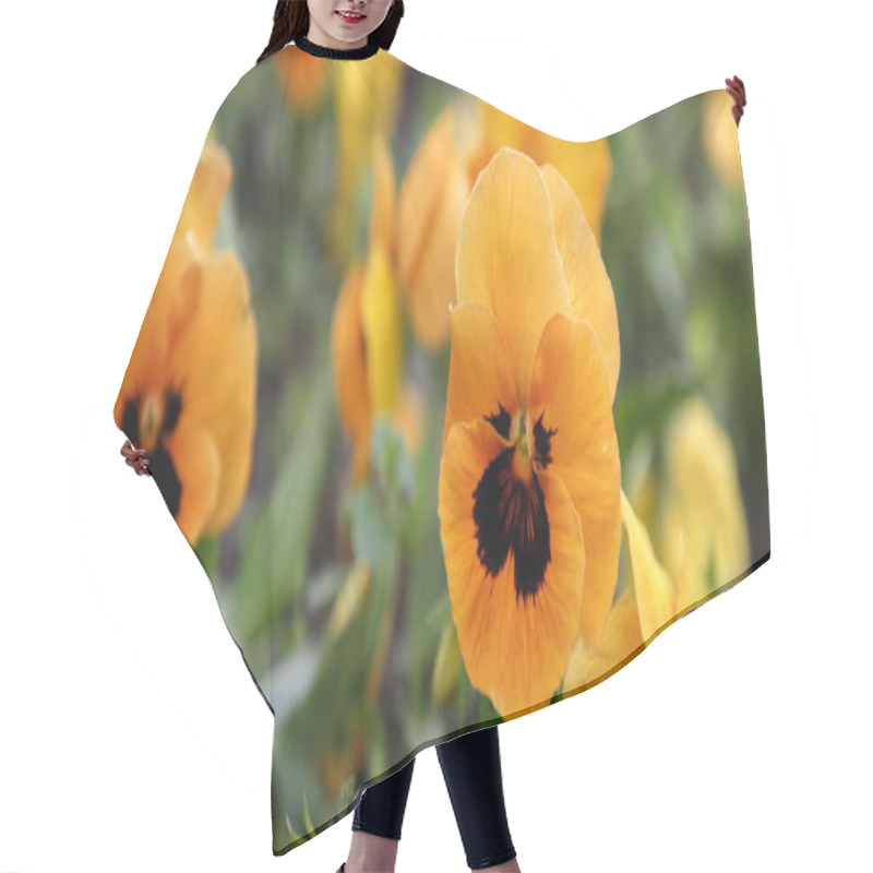 Personality  Summer Flower Nature Background. Blooming Yellow  Violets. Panoramic View Hair Cutting Cape