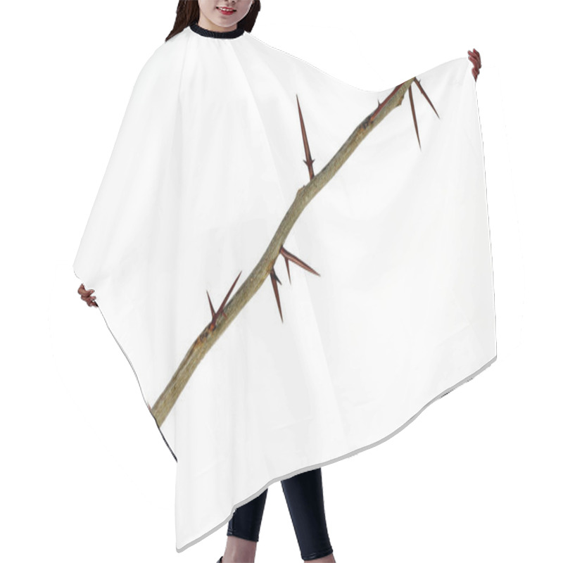 Personality  A Branch Of A Tree With Sharp Long Xiphoid Thorns On A White Background. Hair Cutting Cape