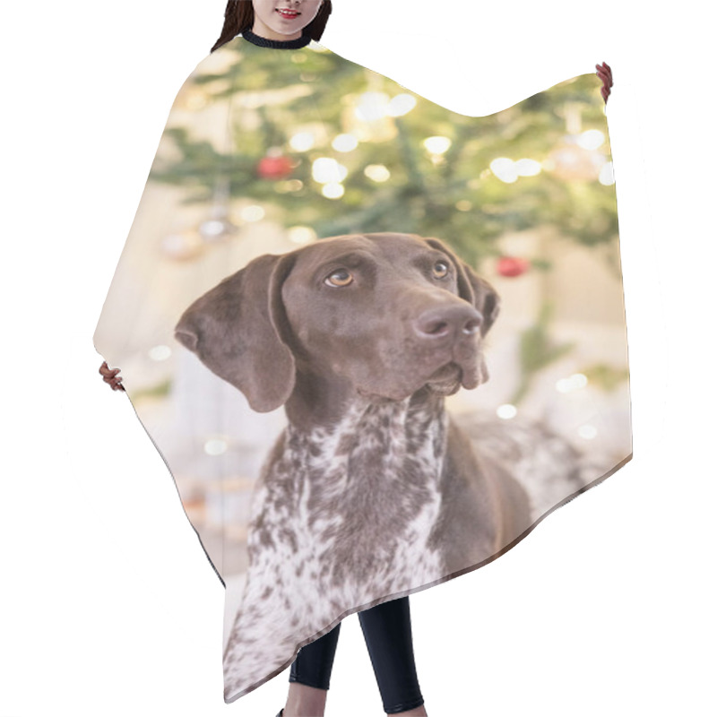 Personality  German Shorthair Pointer Laying Down In Front Of Christmas Tree Hair Cutting Cape