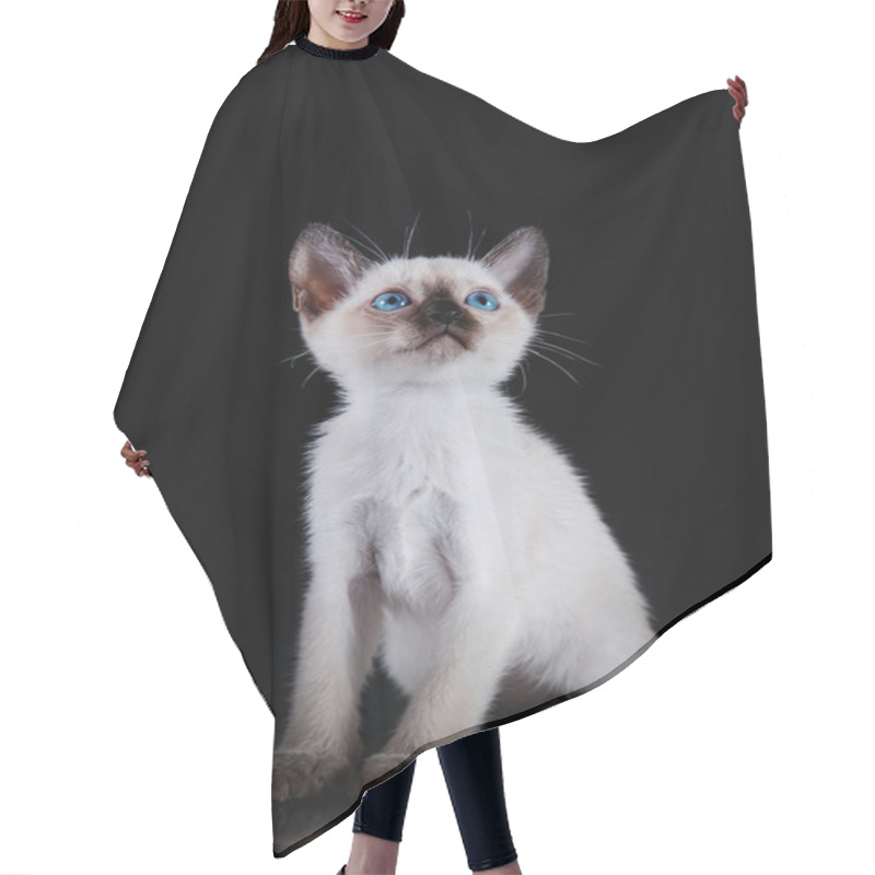 Personality  Burma Kitten. Portrait On A Black Background Hair Cutting Cape