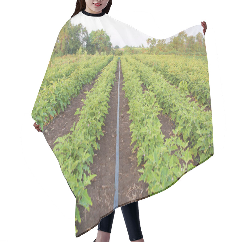 Personality  Green Fields Of Eggplant Hair Cutting Cape