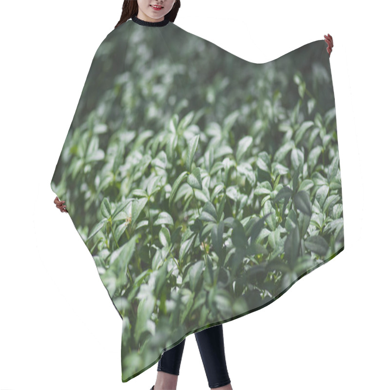 Personality  Green Leaves Of Vinca Plant On Summer Meadow Hair Cutting Cape