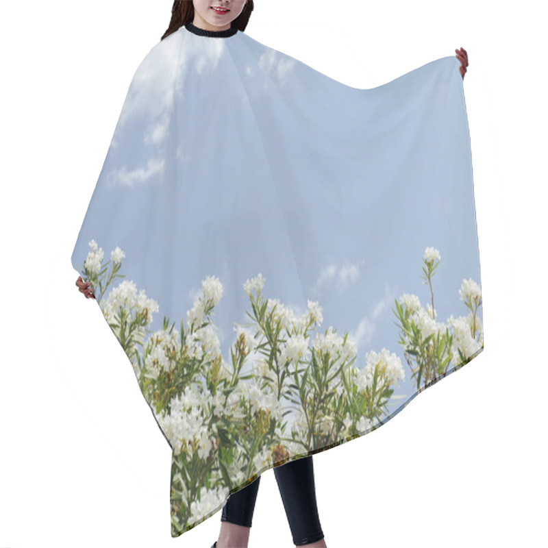 Personality  Low Angle View Of Plant With White Flowers And Blue Sky With Clouds At Background  Hair Cutting Cape