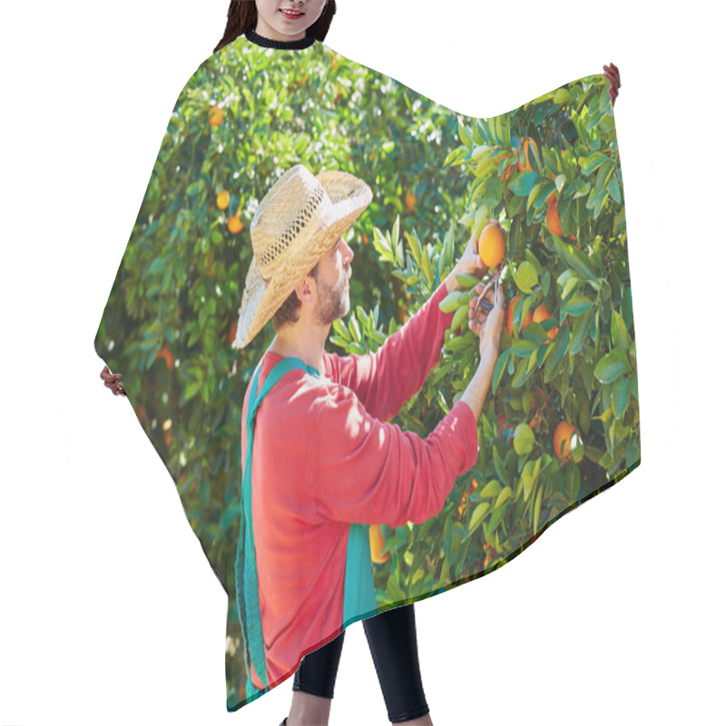 Personality  Farmer Man Harvesting Oranges In An Orange Tree Hair Cutting Cape