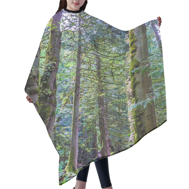 Personality  Beautiful Primeval Rain Forest With Mystical Cedar Trees Hair Cutting Cape