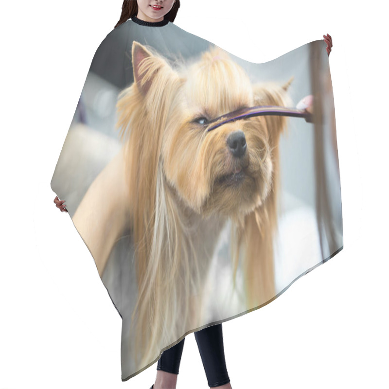 Personality  Female Groomer Haircut Yorkshire Terrier On The Table For Grooming In The Beauty Salon For Dogs. Process Of Final Shearing Of A Dogs Hair With Scissors. Hair Cutting Cape