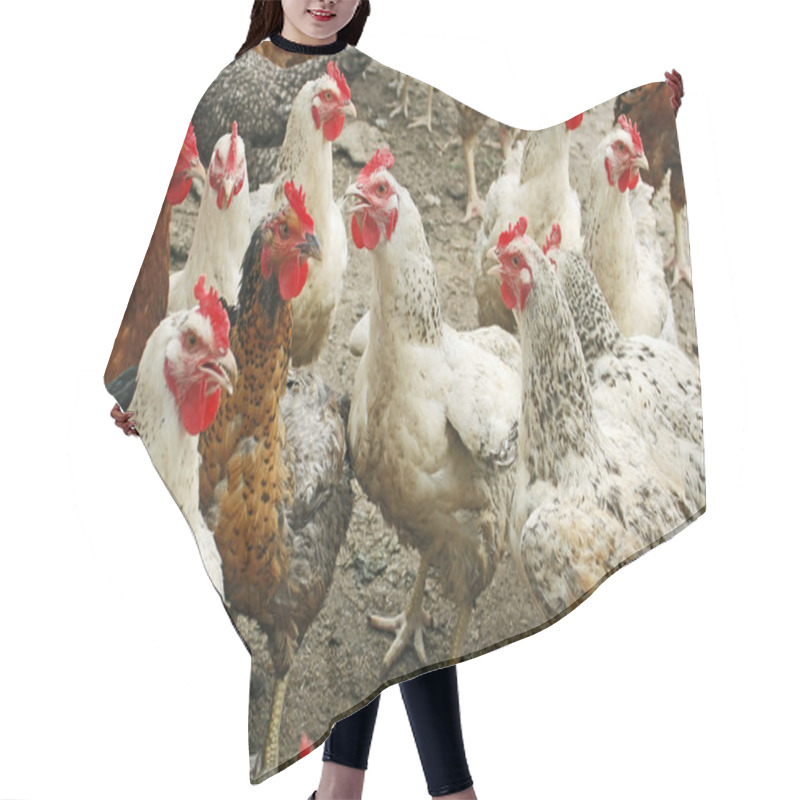 Personality  Chickens On The Poultry Yard Hair Cutting Cape