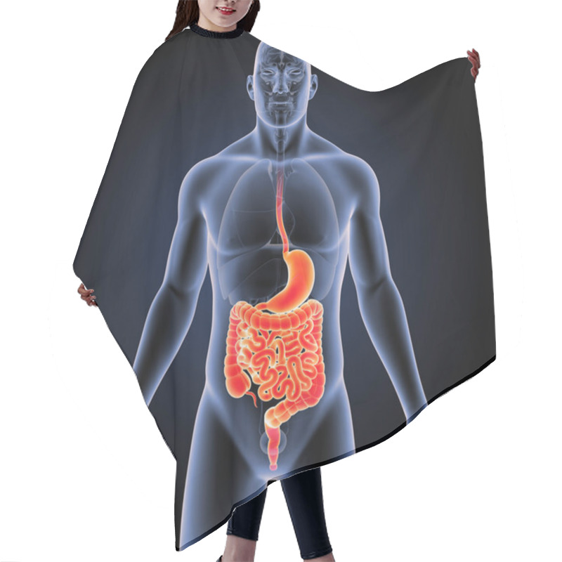 Personality  Stomach And Intestine With Organs  Hair Cutting Cape