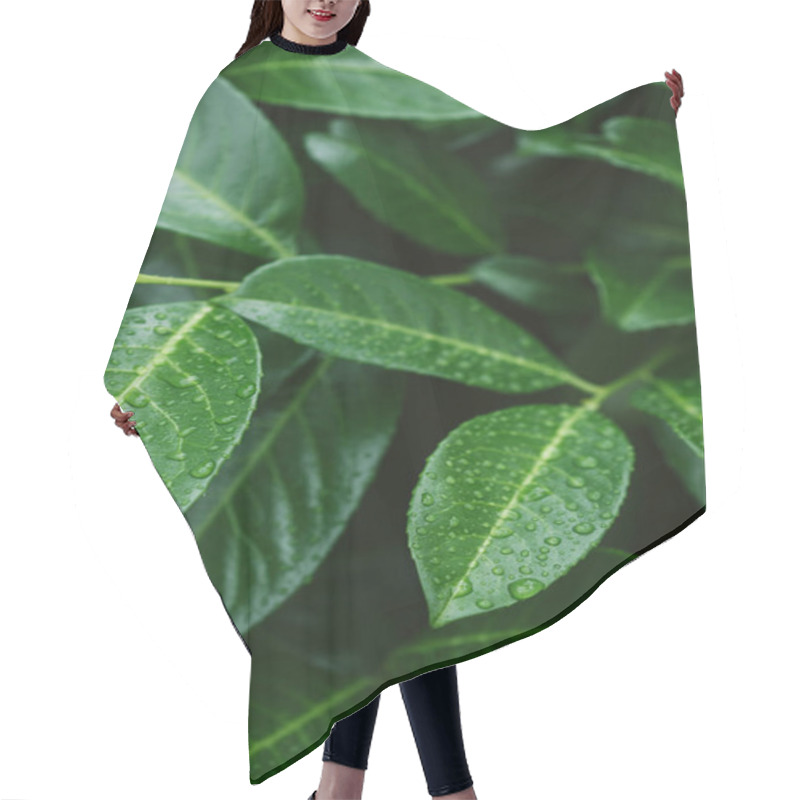 Personality  Green Leaves With Water Drops After Dew Hair Cutting Cape