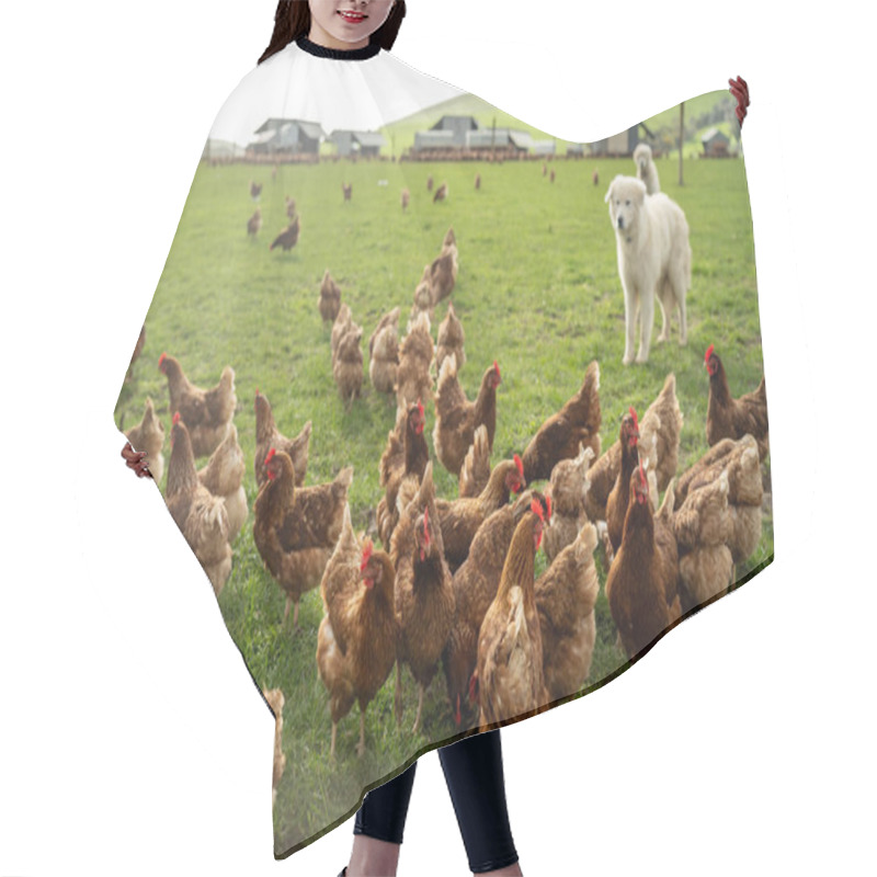 Personality  Free Range Chicken Farm In Australia, Pasture Raised Eggs On A Regenerative Sustainable Agricultural Farming On Green Grass In A Field Paddock Hair Cutting Cape