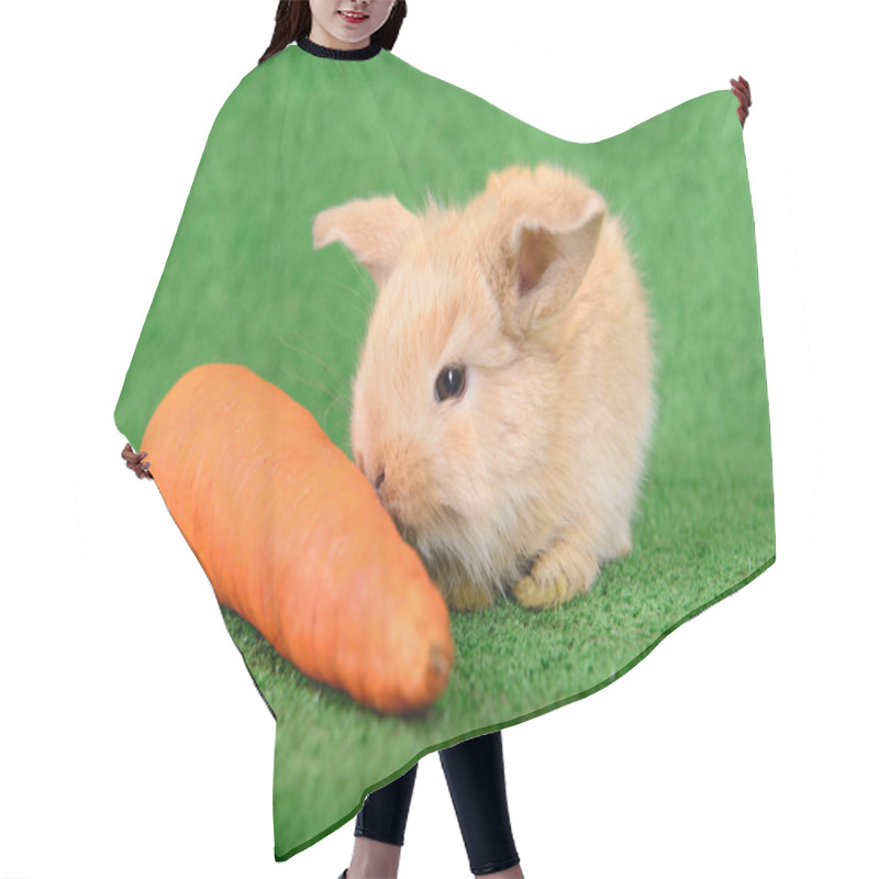 Personality  Rabbit With Carrot Hair Cutting Cape