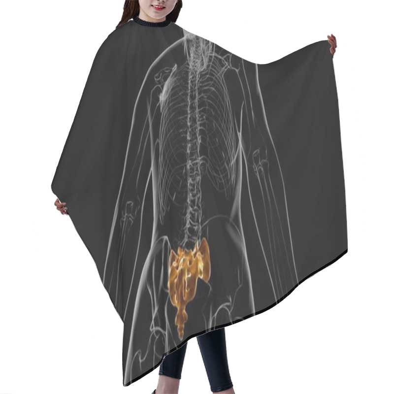 Personality  Human Skeleton Anatomy Sacral Bone 3D Rendering For Medical Concept Hair Cutting Cape