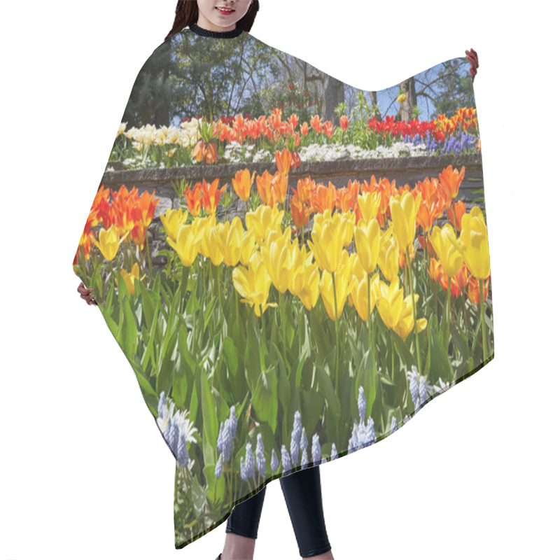 Personality  Flower Bed Of Different Spring Flowers, Tulips, Daisies, Muscari. Spring Flowers In The Garden Hair Cutting Cape