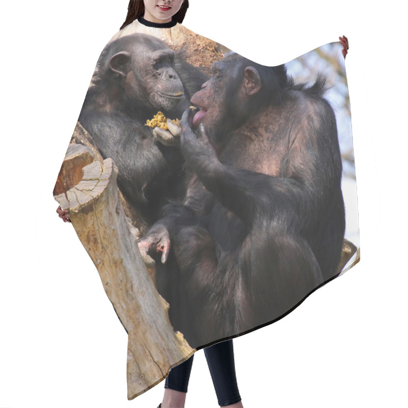 Personality  Two Adult Chimpanzees Diner And Talking Hair Cutting Cape