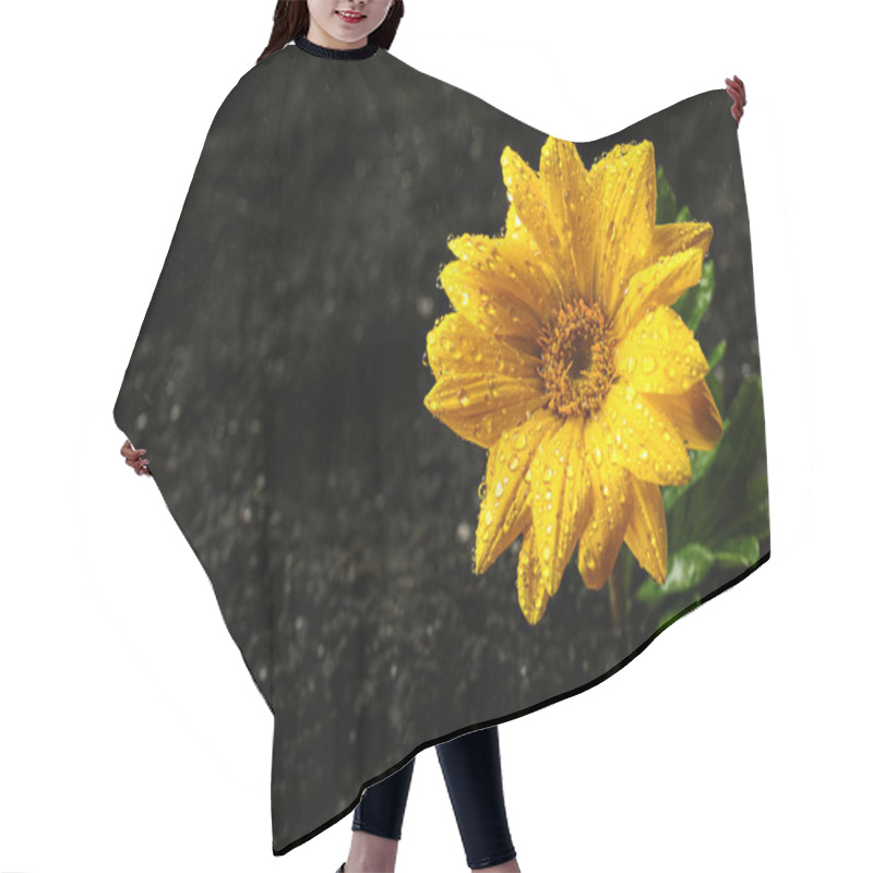 Personality  Fresh Flower In Fertile Soil Under Rain, Space For Text Hair Cutting Cape