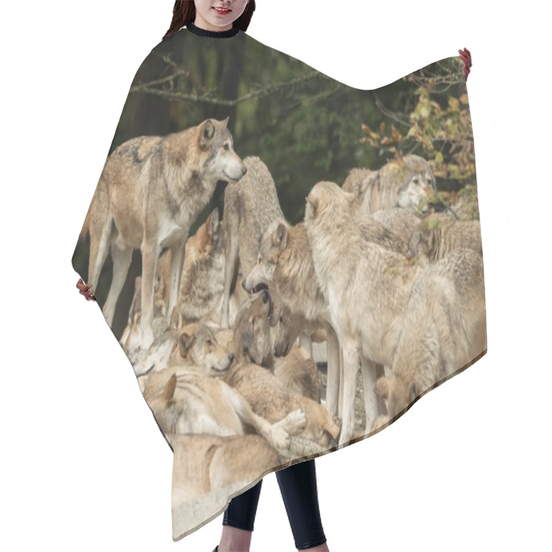 Personality  A Pack Of Wolves On A Rock Hair Cutting Cape