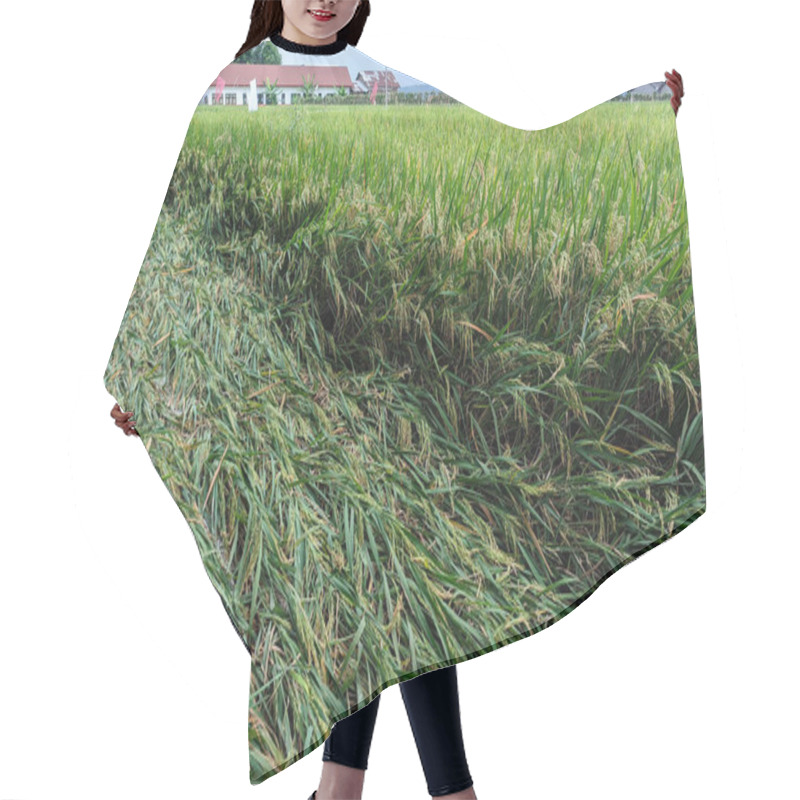 Personality  A Close-up View Of A Rice Paddy Field Where The Rice Stalks Are Fallen And Scattered Along A Ditch Or Irrigation Channel. Hair Cutting Cape