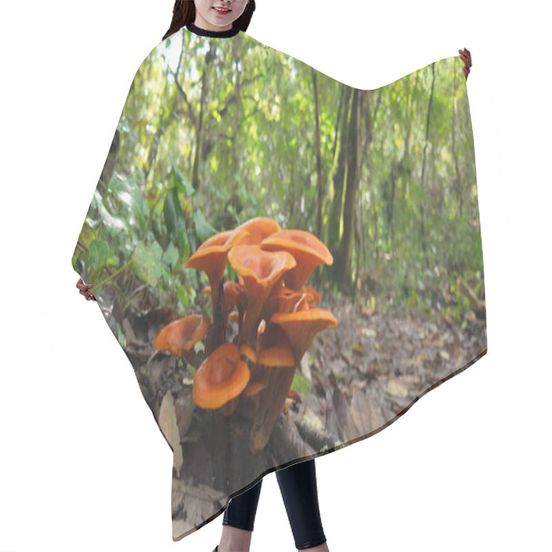 Personality  Vibrant Orange Mushrooms Growing In Clusters On Forest Floor Amid Fallen Autumn Leaves And Green Undergrowth, Creating A Striking Natural Display In Woodland At Rio De Mouros Pathway In Condeixa, Coimbra Portugal. Hair Cutting Cape