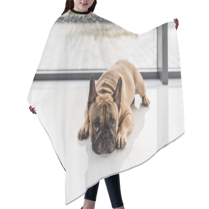 Personality  French Bulldog Lying On Floor Hair Cutting Cape