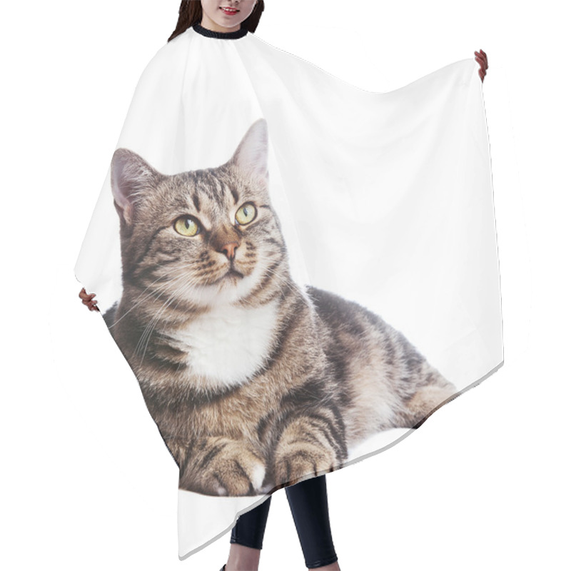 Personality  Beautiful European Cat Lying On A White Background Hair Cutting Cape