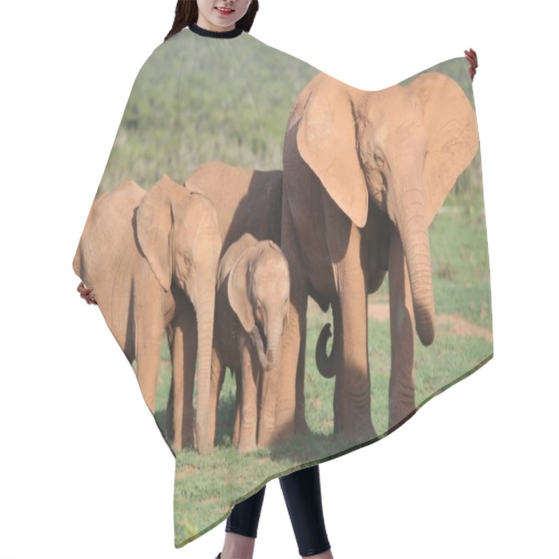 Personality  African Elephant Family Hair Cutting Cape