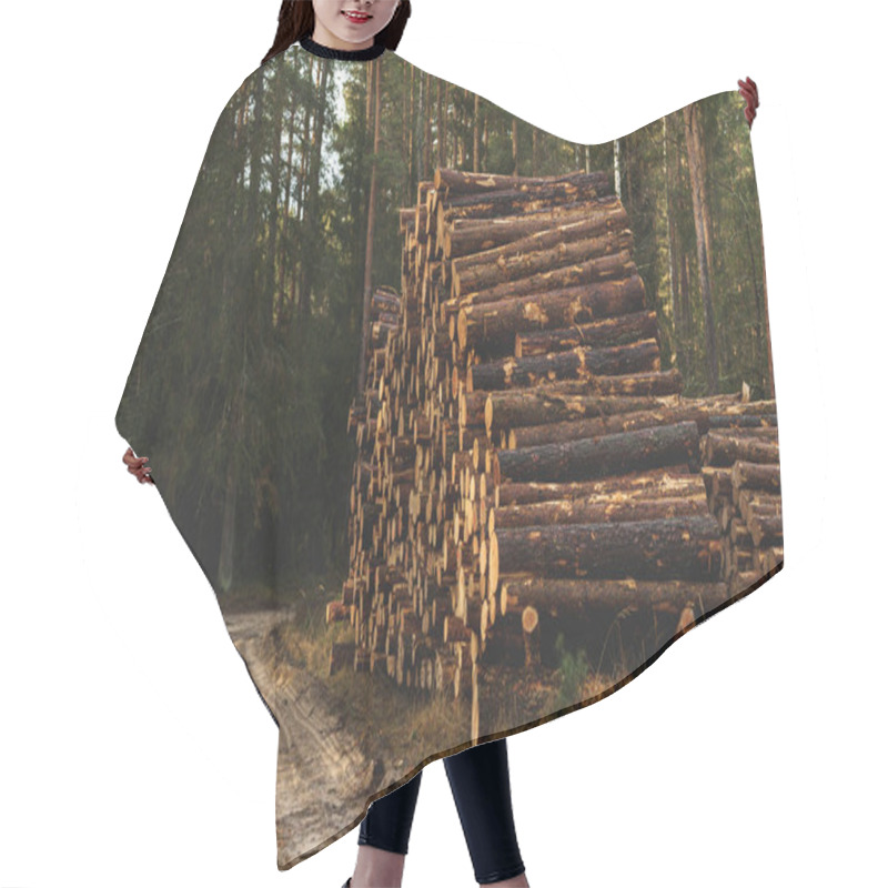 Personality  Logs Ready For Transport In A Forest. Forestry Industry, Wood Production, And Logging. High Quality Photo Hair Cutting Cape