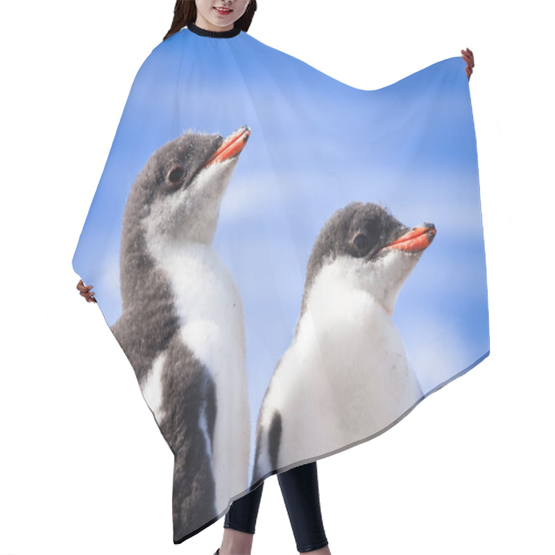 Personality  Two Penguins In Antarctica Hair Cutting Cape