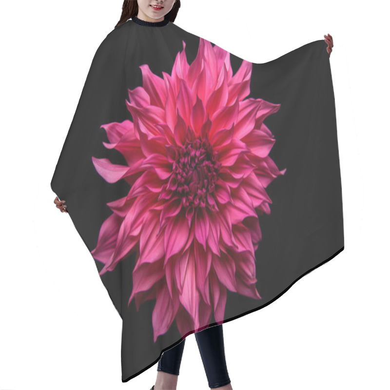 Personality  Studio Portrait Of A Beautiful Single Cafe Au Lait Royal Dinnerplate Dahlia Bloom, Isolated Over Black Background. Isolated Dahlia Flower. Hair Cutting Cape