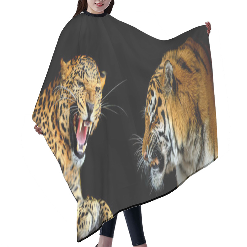 Personality  Leopard Against Tiger. Portraits Of Two Big Wild Cats On A Black Background Hair Cutting Cape