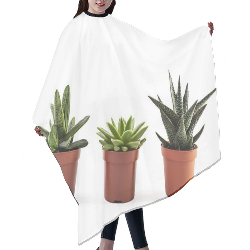 Personality  Succulents Isolated On A White Background. Succulents Plant In A Pot Hair Cutting Cape