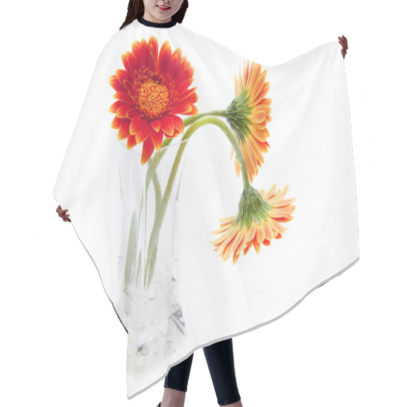 Personality  Gerbera Daisy Flower In Glass Vase Isolated On White Background Hair Cutting Cape