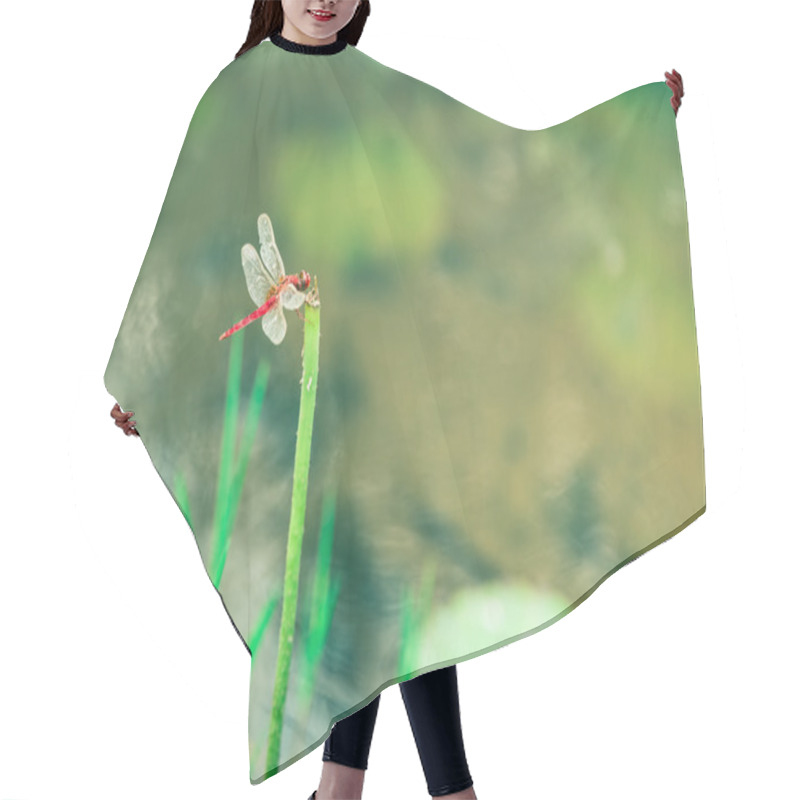 Personality  The Lotus Leaf And The Dragonfly In The Pond Hair Cutting Cape