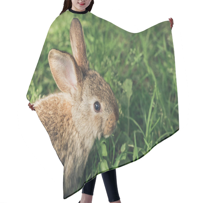 Personality  One Grey Rabbit Sitting In The Grass Hair Cutting Cape