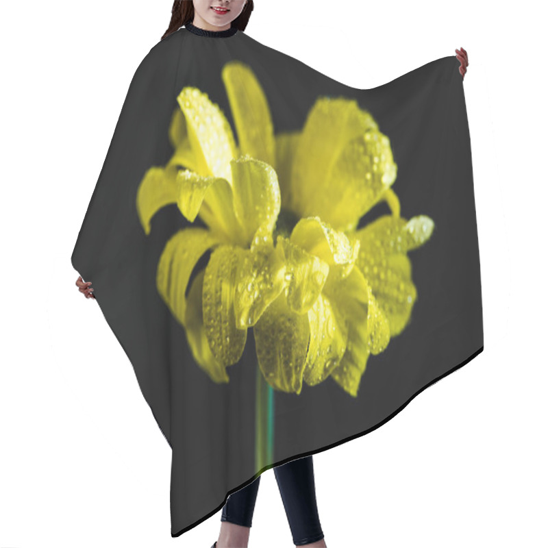 Personality  One Beautiful Flower With Drops On Yellow Petals, Isolated On Black Hair Cutting Cape