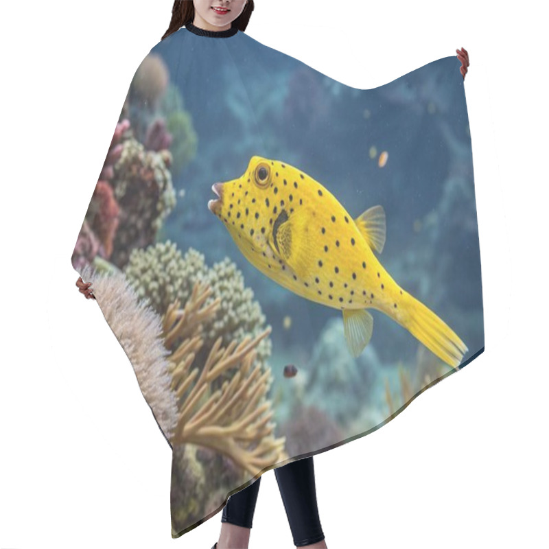 Personality  The Yellow Boxfish, With Its Bright Yellow Body Adorned With Black Spots, Is Showcased Swimming Gracefully In A Lively Coral Reef. Its Distinct Cubic Shape And Vivid Coloration Make It An Eye-catching Species In The Underwater World. The Reef, Bursti Hair Cutting Cape