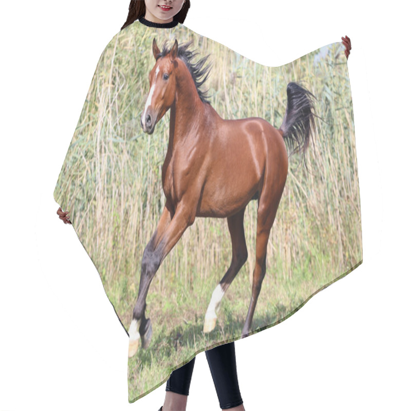 Personality  Beautiful Arabian Breed Horse Running On The Field Hair Cutting Cape