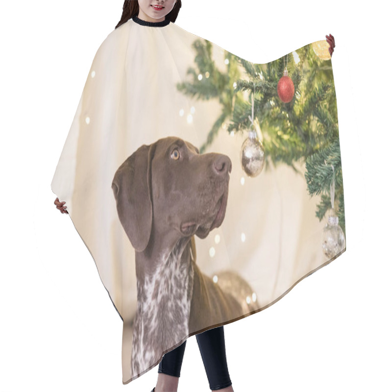 Personality  GSP Dog Looking Up At The Ornaments On A Christmas Tree Hair Cutting Cape