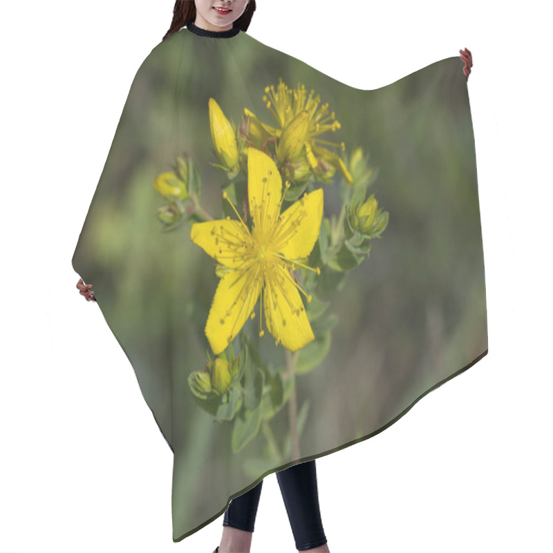 Personality  Perforate St Johns-wort Herbal Plant On Blurred Background, Close-up  Hair Cutting Cape