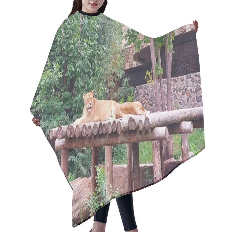 Personality  Resting Lionesses On Wooden Platform In Lush Enclosure Hair Cutting Cape