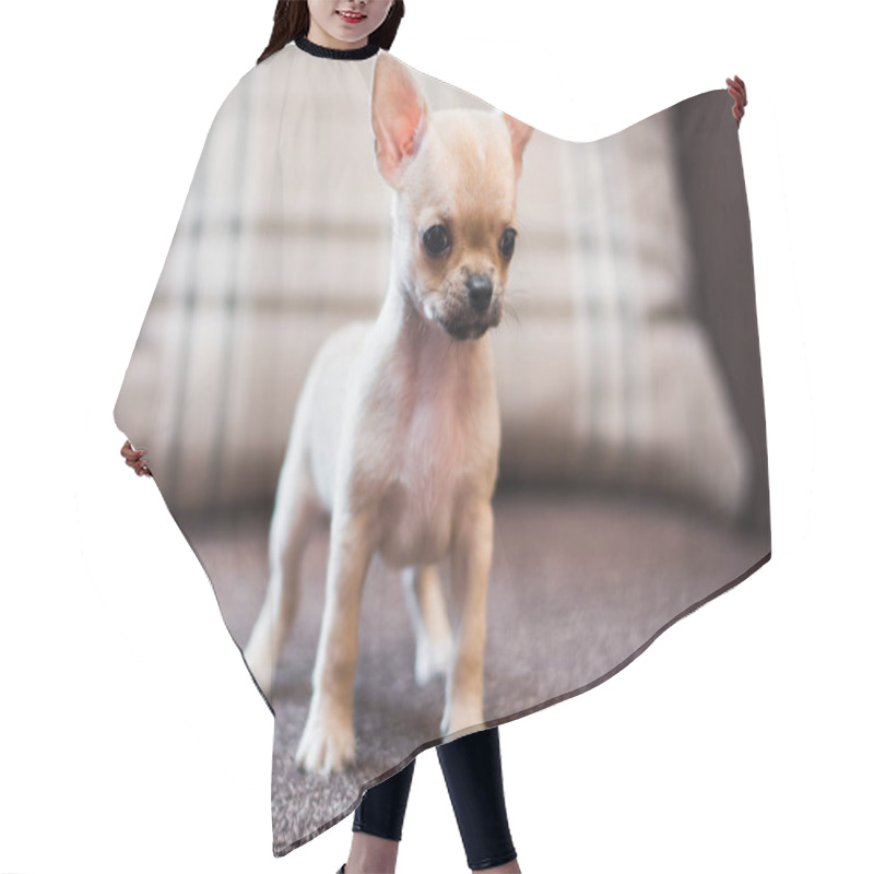 Personality  Chihuahua Puppy Spitz Dog Pet Yorkshire Terrier Hair Cutting Cape