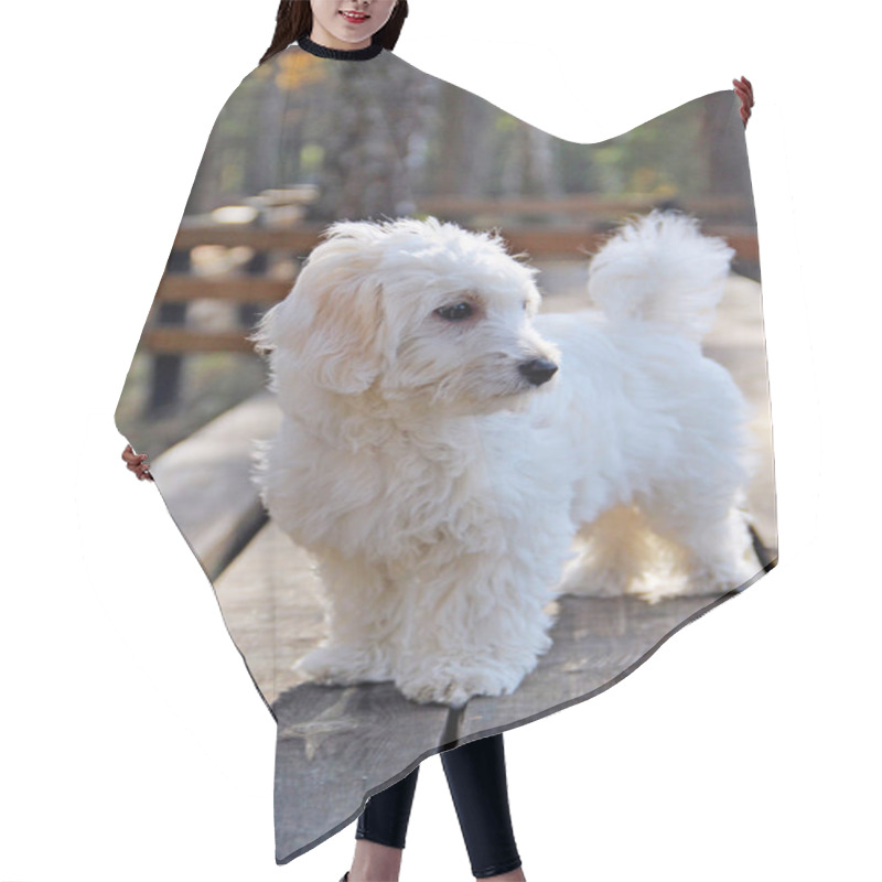 Personality  Maltipoo Puppy Posing. Small Maltese Dog Playing Outdoors. Family Pet. A Purebred Dog Walks Along Wooden Path. White Maltipoo Puppy. Dog With Hairs Hair Cutting Cape