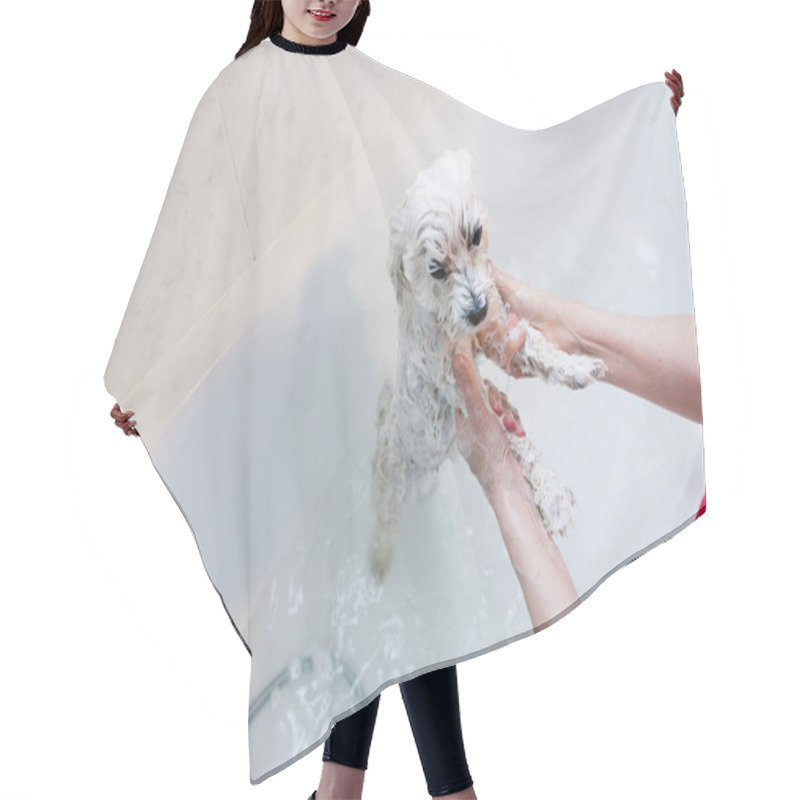 Personality  Showering A Small Dog At Home. Woman Washing A Maltese In The Bathtub Hair Cutting Cape