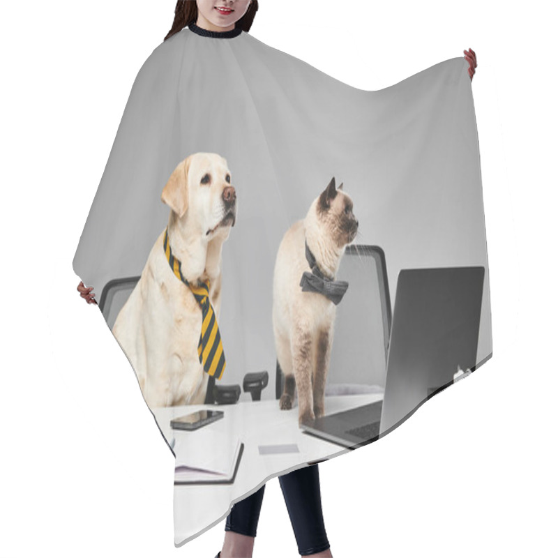 Personality  Dog And A Cat Are Sitting Attentively At A Desk In A Studio Setting, Showcasing A Domestic Animal And Furry Friend Concept. Hair Cutting Cape