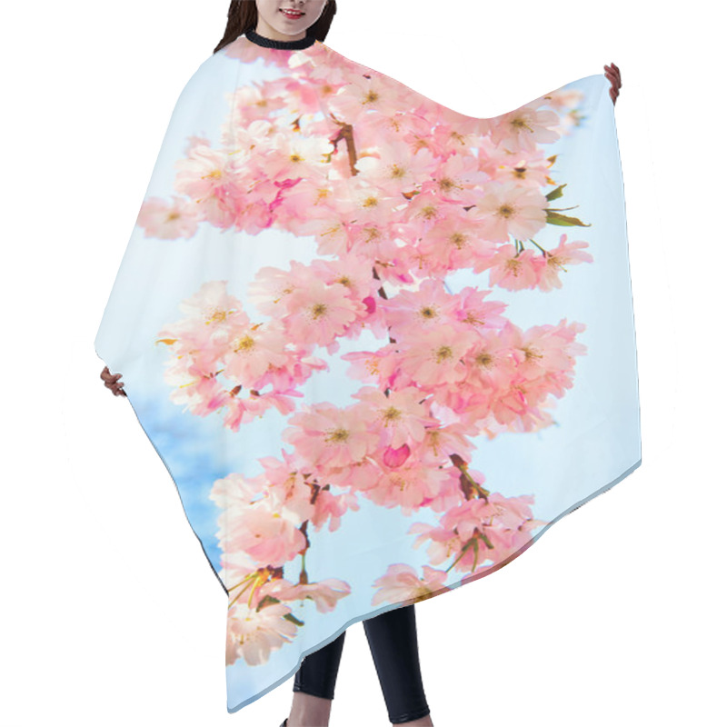 Personality  Sakura Flowers Blooming. Beautiful Pink Cherry Blossom Hair Cutting Cape