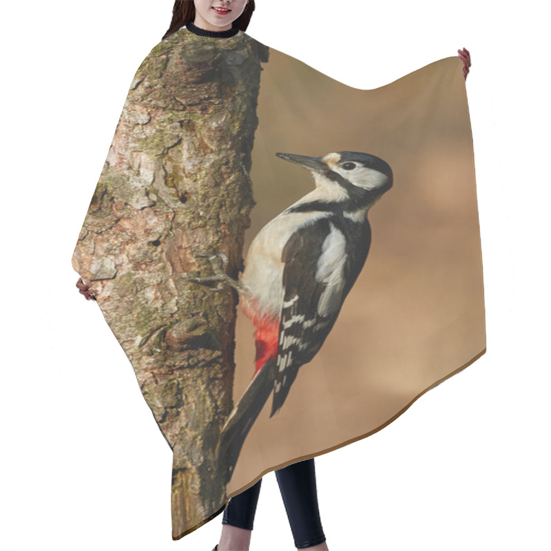 Personality  Great Spotted Woodpecker Hair Cutting Cape