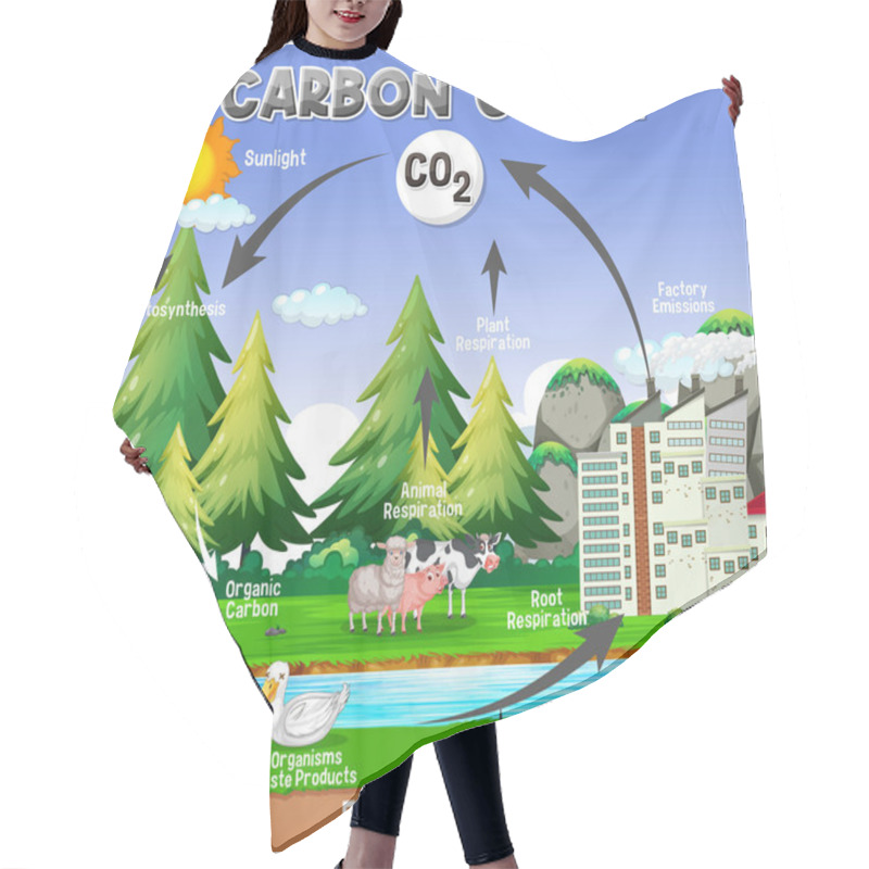 Personality  Carbon Cycle Diagram For Science Education Illustration Hair Cutting Cape